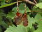 Preview: Leaf Copper  Earrings