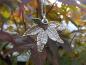 Preview: Leaf silver plated