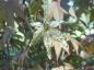 Preview: Leaf gold plated