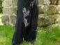Preview: Aladintrouser
