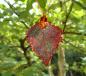 Preview: Leaf Copper