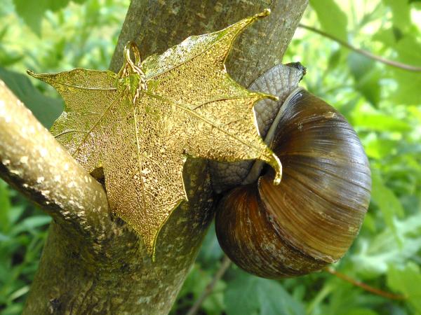 Leaf gold plated